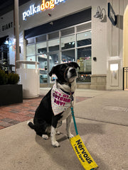 Gotcha Day Bandana