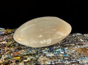 Selenite Palm Stone – 4cm (1.57") – Aura-Cleansing Crystal for Energy Healing & Clarity