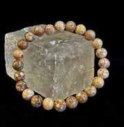 Fossil Coral Bracelet – Natural Grounding Stone for Stability & Calm